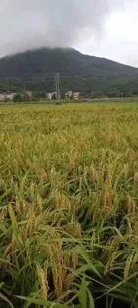 秋天的稻田 第1张