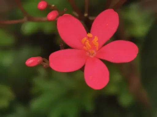 Flower 6.jpg